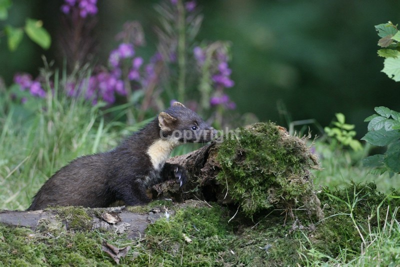 Pine Marten pictures in county louth ireland by noel marry