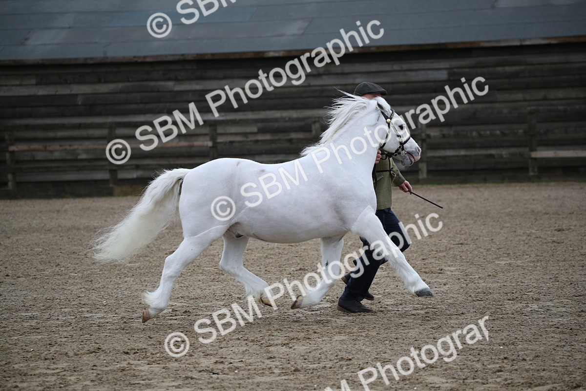 SBM_004082 - Class 1-4 - Young Stock classes Inc. In Hand Championship