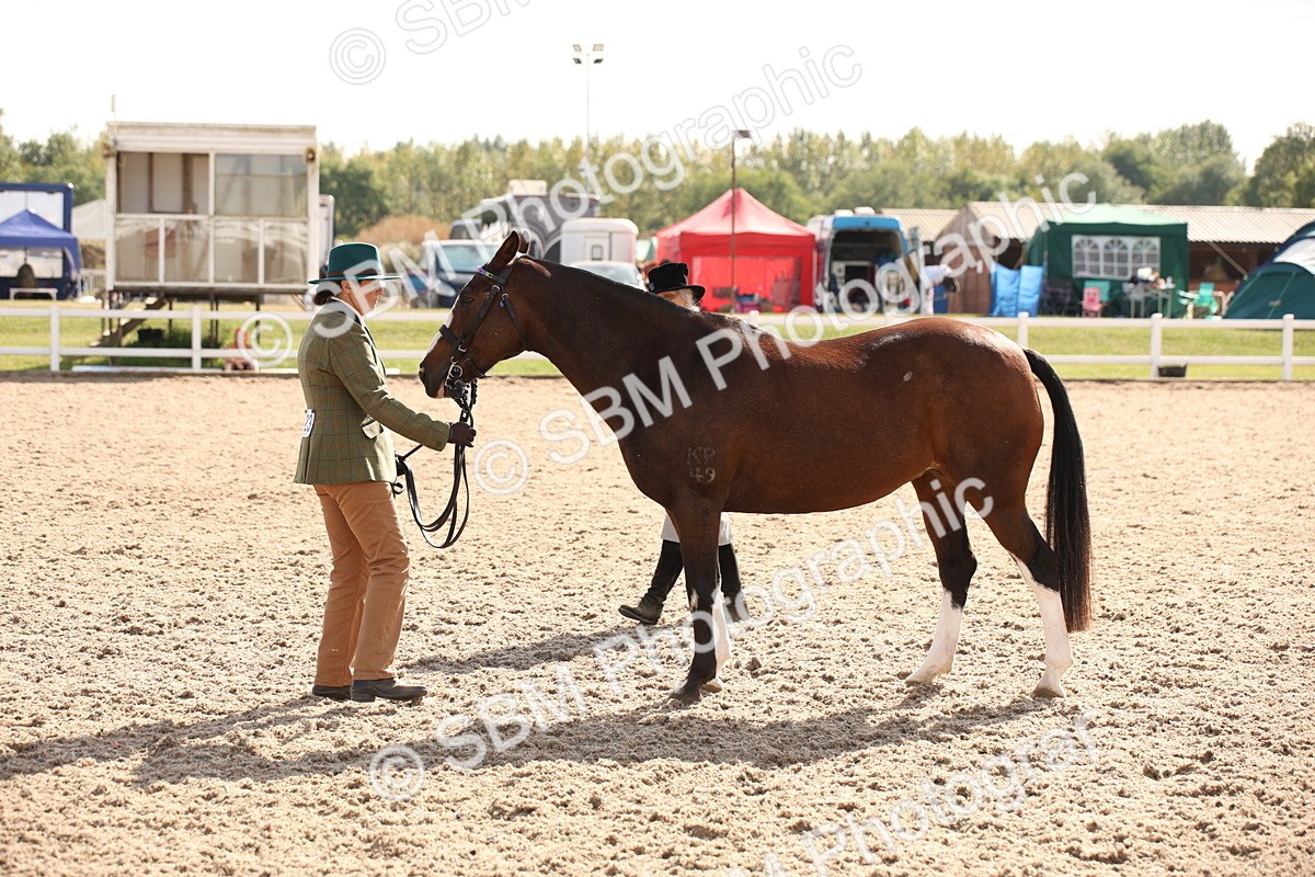SBM_07406 - Class 26 IH Foreign Breeds -Part bred