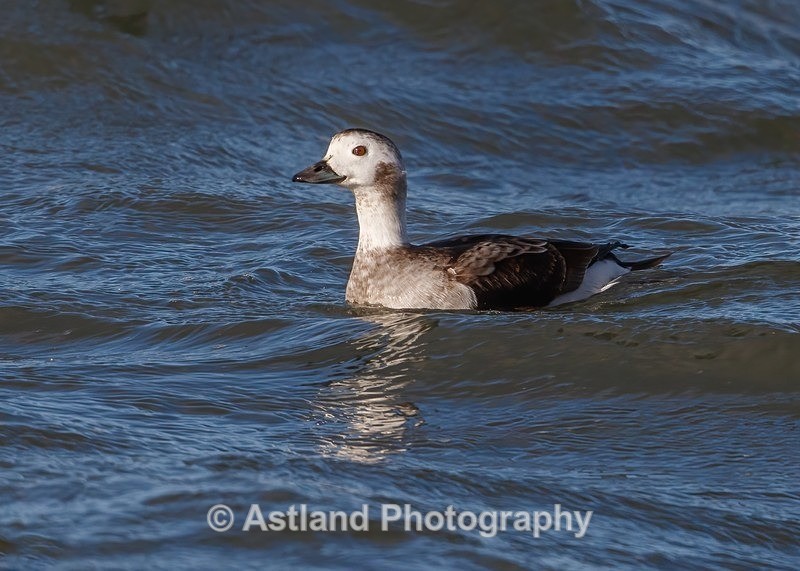 Long-tailed Duck - Latest Images