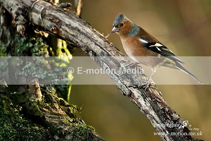 Chaffinch m 140116 27 - Nature