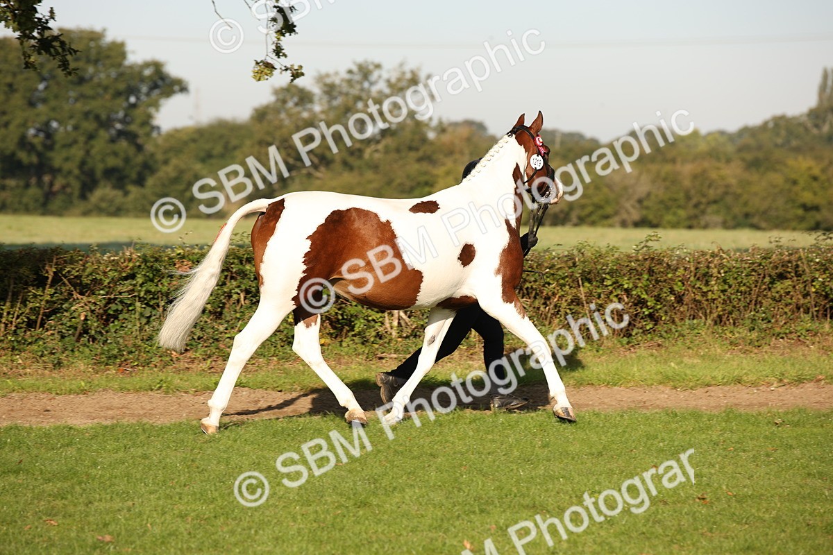 SBM_58694 - S51 - Piebald & Skewbald Horse In Hand