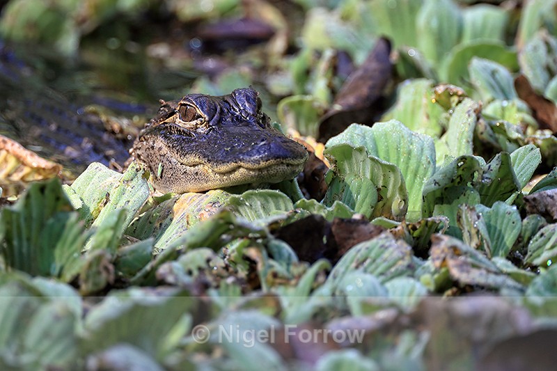 Young American Alligator, Corkscrew Swamp, Florida - REPTILES & AMPHIBIANS