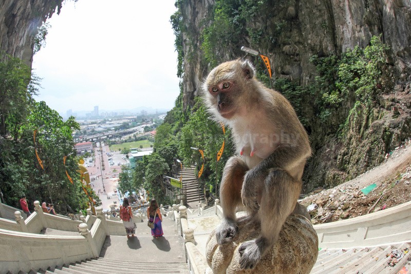  - Urban Wildlife, Kuala Lumpur - Malaysia