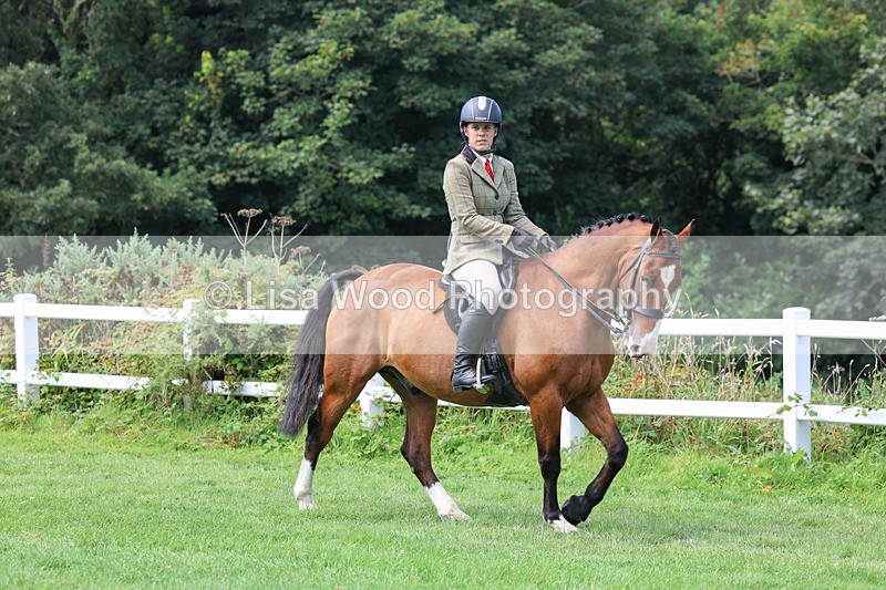 3E7A8616 - Class 5: Working Show Horse