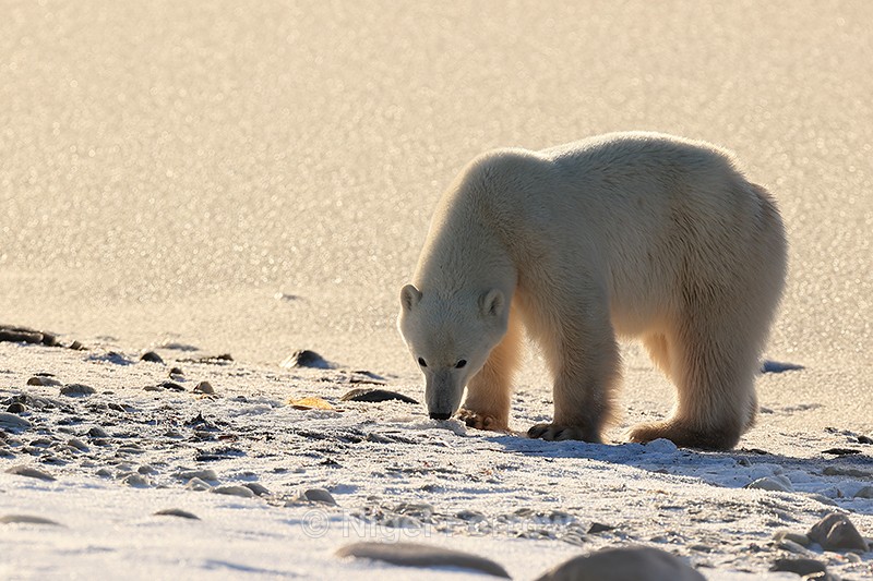 Polar Bear strong side lighting, Churchill, Canada - Polar Bear