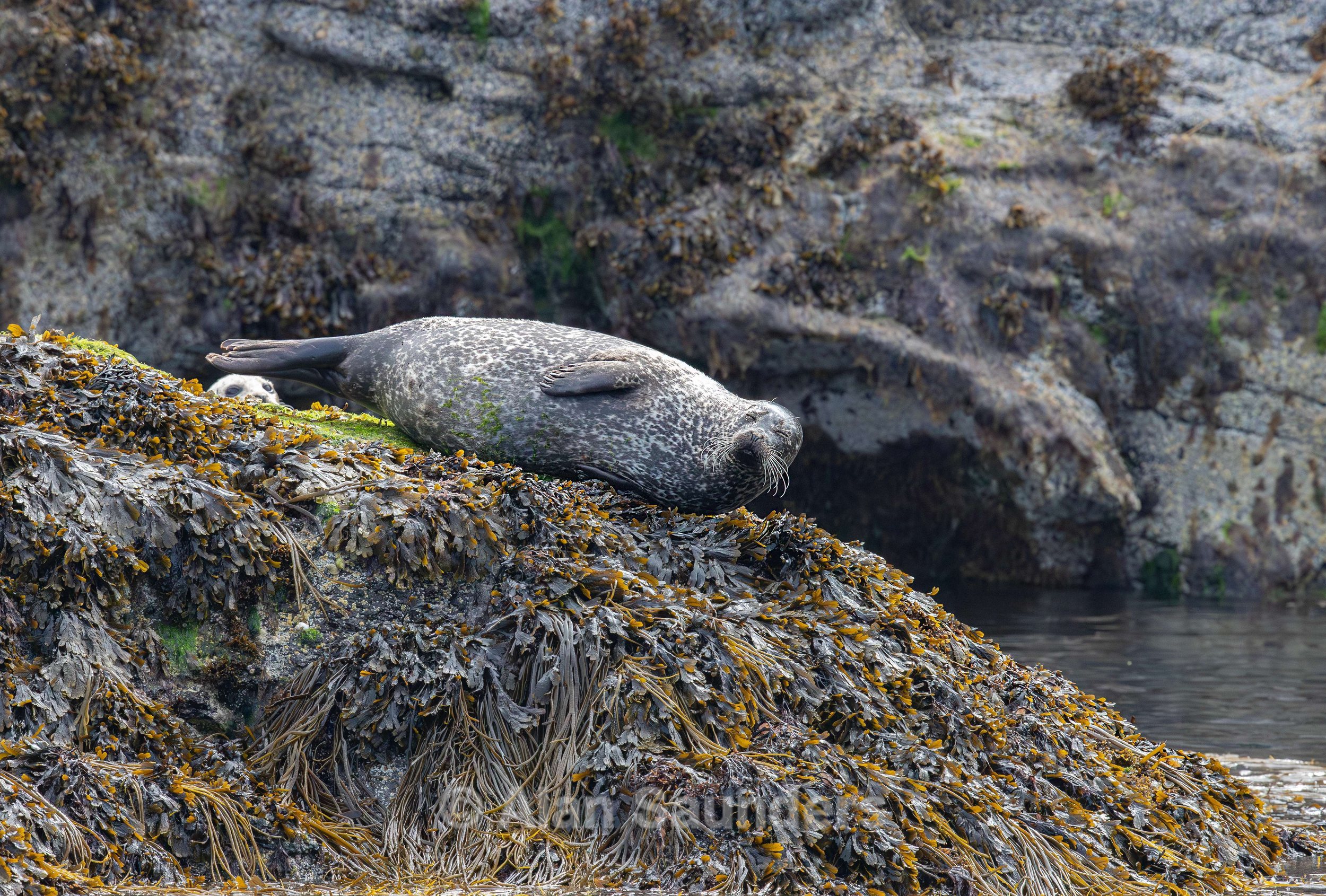 Common Seal 15