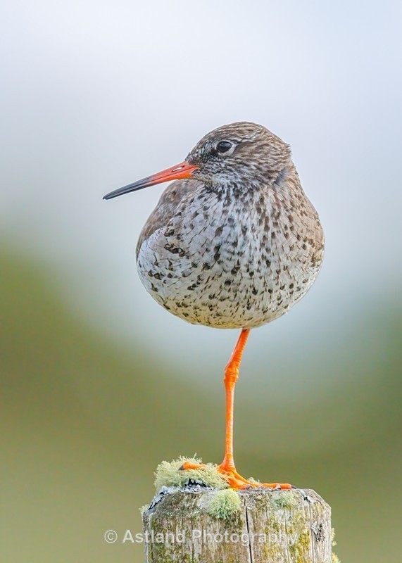 Redshank - Latest Images