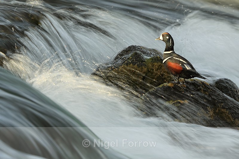 Harlequin Duck (male) on rock, River Laxa, Iceland - Harlequin Duck