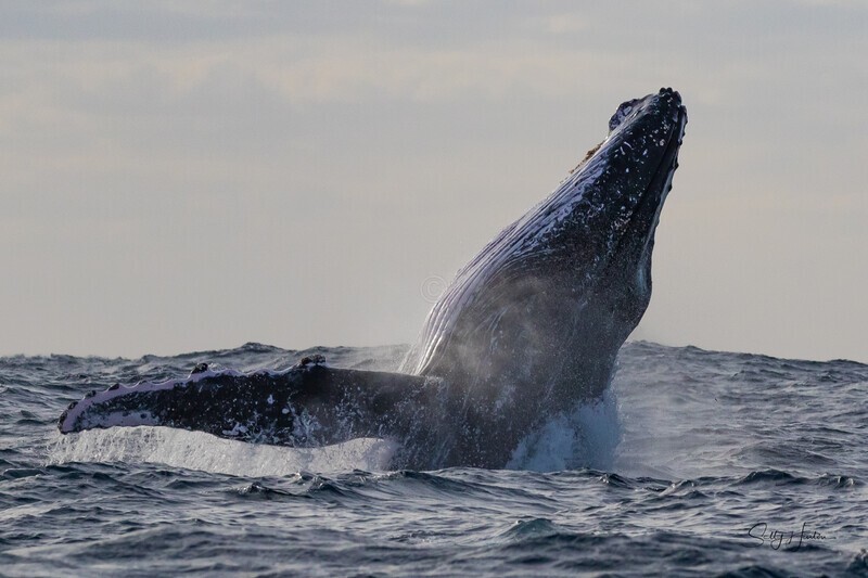 Whale Breach 1 0A3A9877 - Humpback Whales