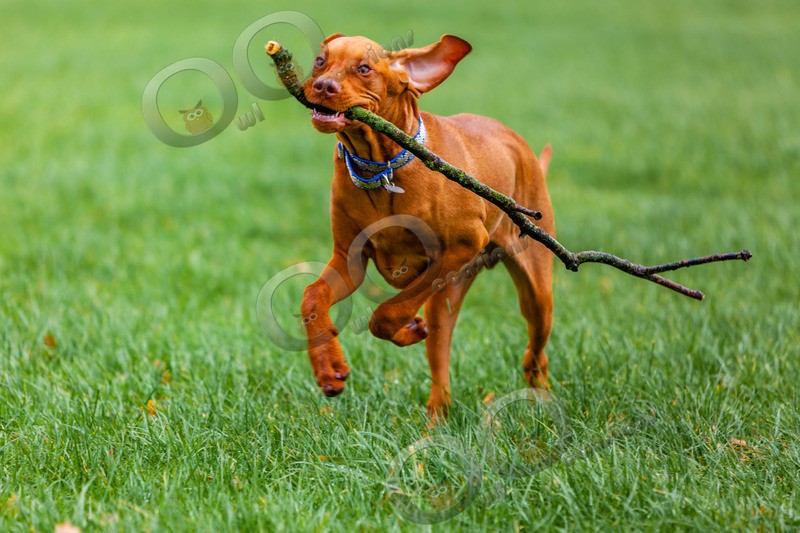 Vitsula_4060 - Pet Photography