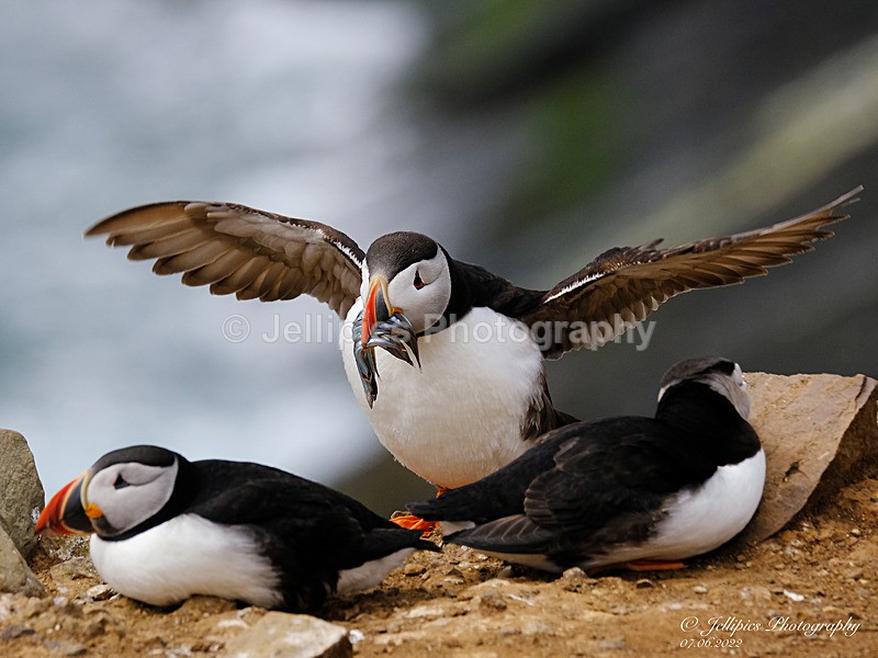  - Wildlife and Nature