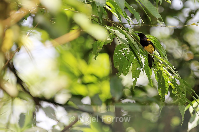Black-cowled Oriole, Arenal, Costa Rica - Black-cowled Oriole