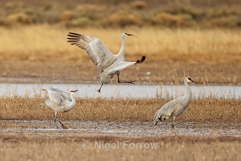 Sandhill Crane jumping & carrying stick, Bosque del Apache, New Mexico - Sandhill Crane