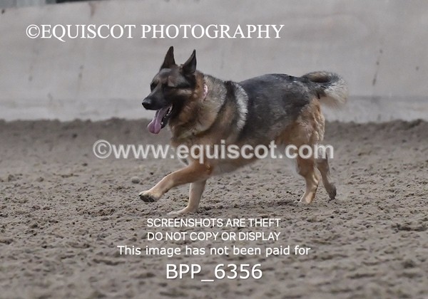 BPP_6356 - CARLA DOGS