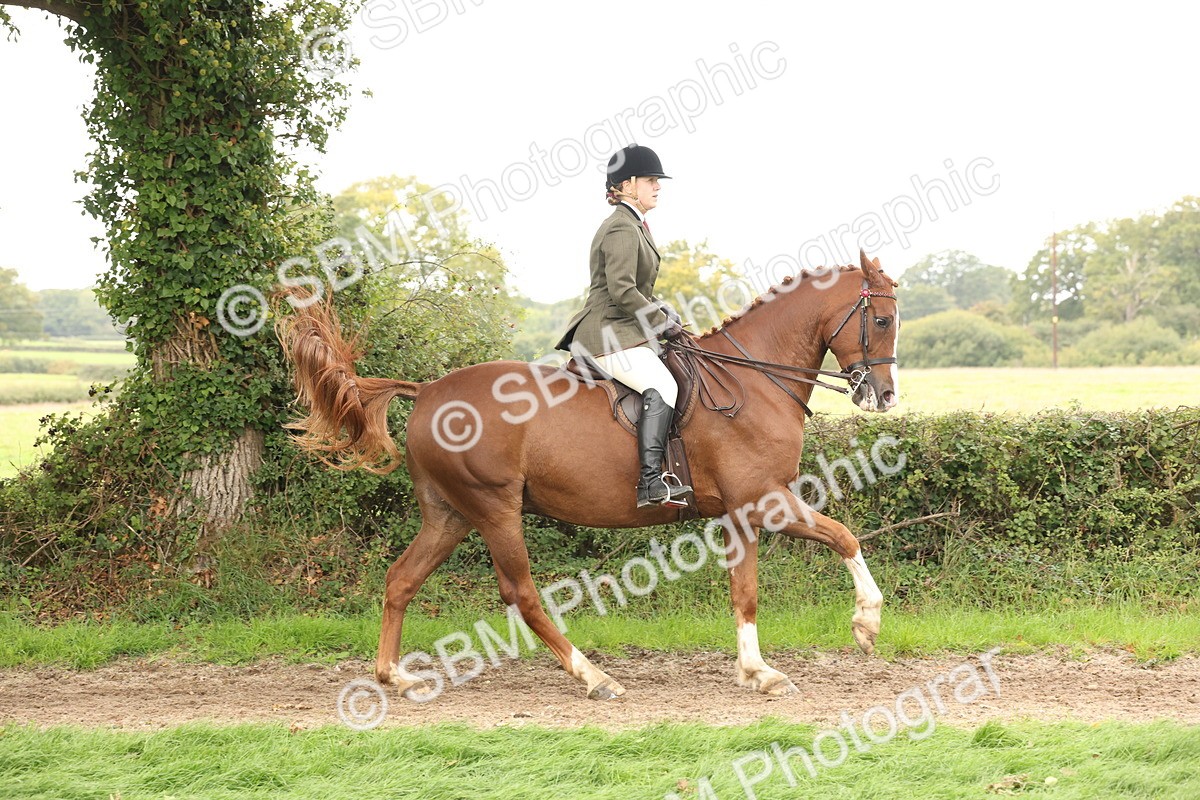 SBM_64200 - S65 - Riding Horse & Hack & Thoroughbred Ridden