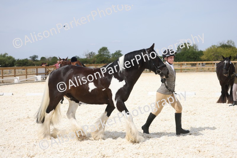 20260802-1508 - Class 16 - Best Horse or Pony
