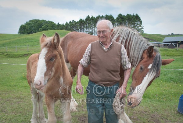 ryecroft-6 - Clydesdales 2013 Include Foals
