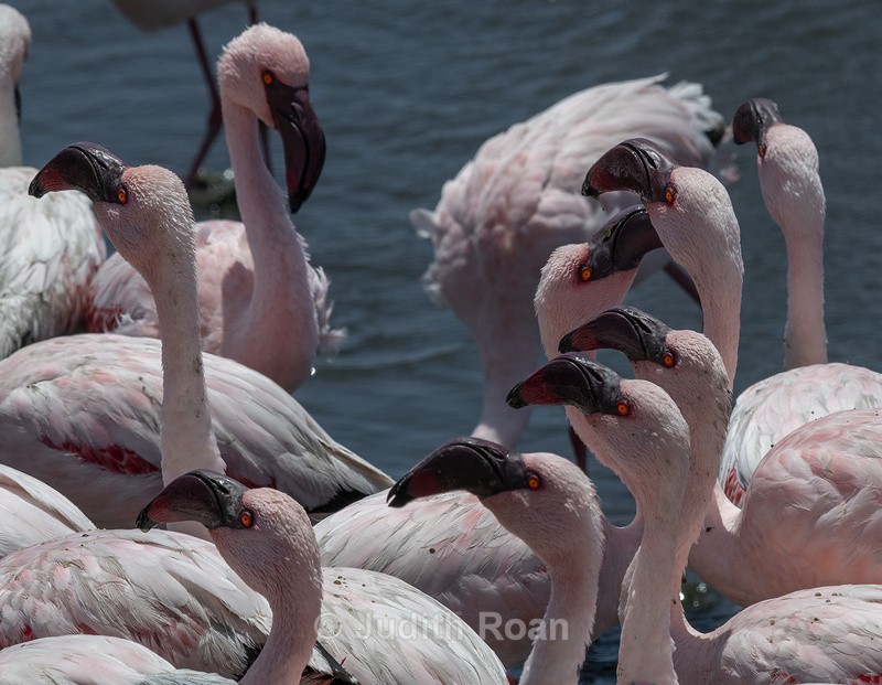 Lesser Flamingo heads - Namibia 2022