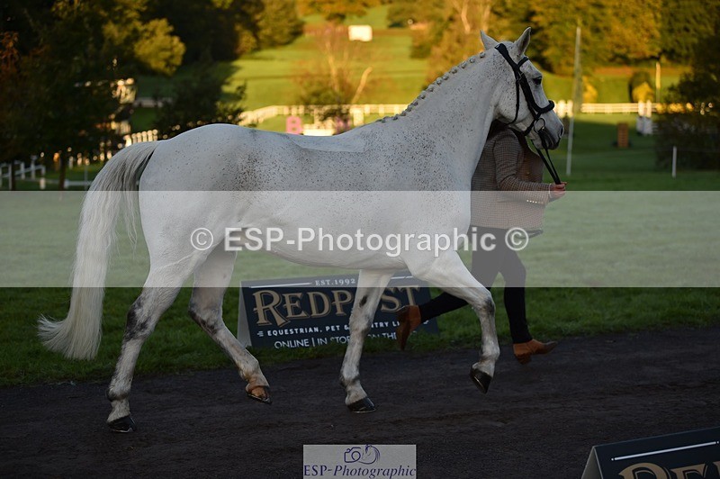 231022-083256-21222 - 659-MACS.BOY-Daisy.Fulton-TrotUp+SJ