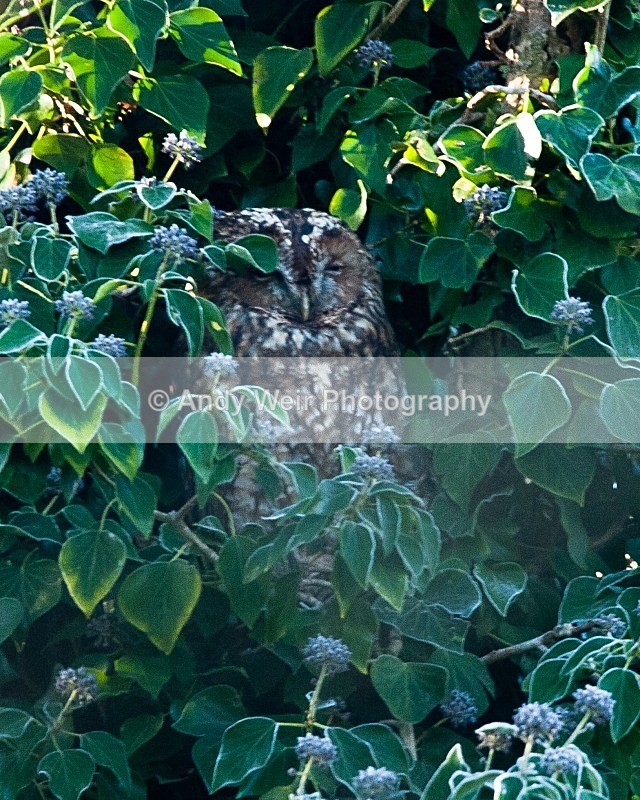 20081207-030 - Owls