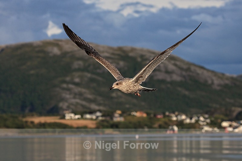 Herring Gull flying behind boat, Norway - Herring Gull