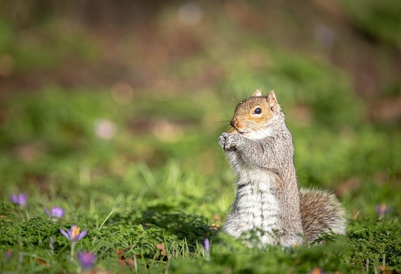 - British Wildlife