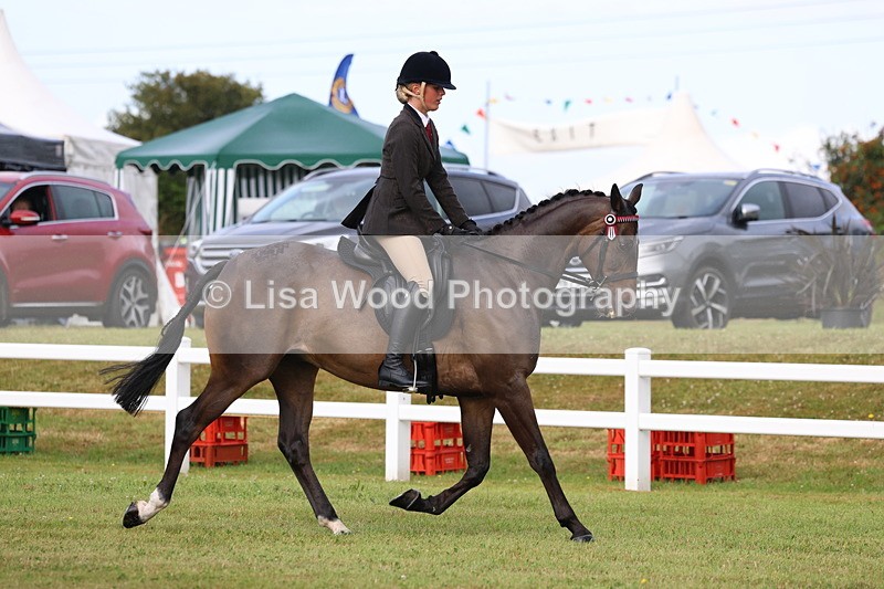 3E7A8003 - Class 2: Rising Star Large Hack/Riding Horse