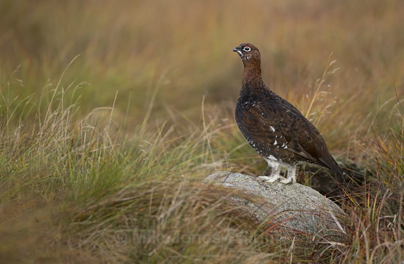 Red Grouse, Cairngorms NP, Scotland - FUNGI (MUSHROOMS) & ORCHIDS