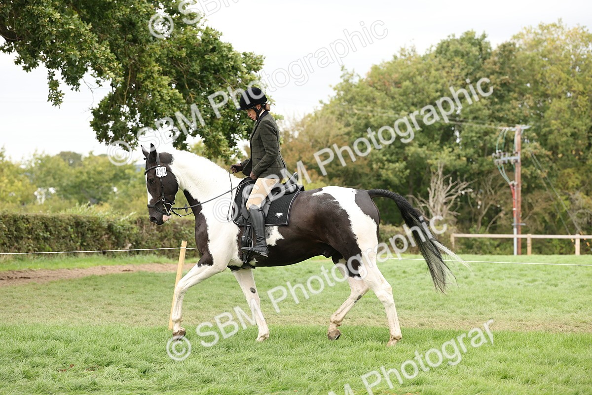 SBM_67271 - S67 - Piebald & Skewbald Horse Ridden