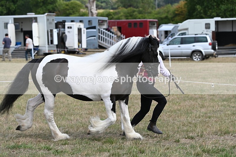 WJ6_6520 - Class 20 In-hand Cob