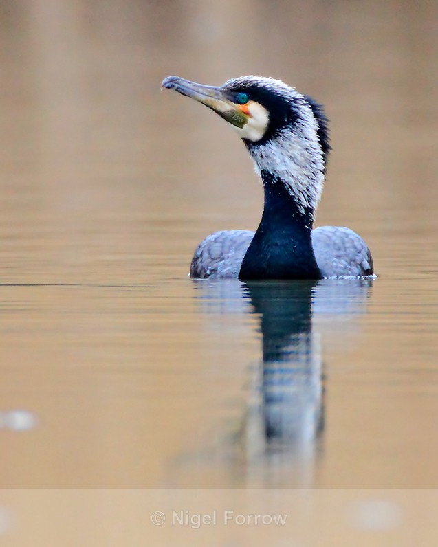 'Continental' Cormorant (sinensis race) at Hatch Pond - Cormorant