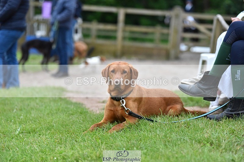 240523-194014-06611 - Candid and Saturday Hobby Horse