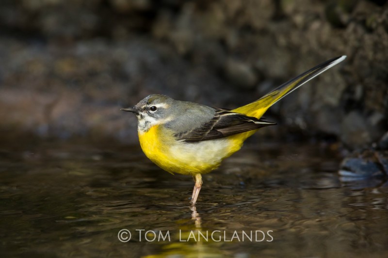 Grey Wagtail - All Other Birds
