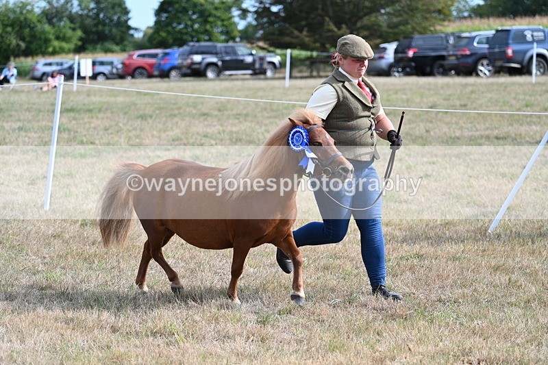 WJ7_8133 - In-hand Championship