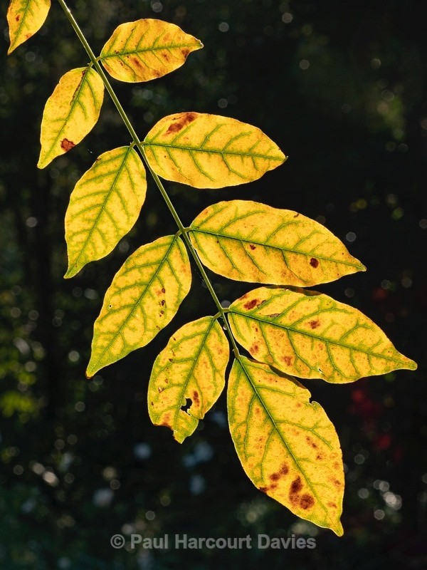 Autumn leaf colour of Wisteria (Wisteria sinensis) - Autumn Colours 2020