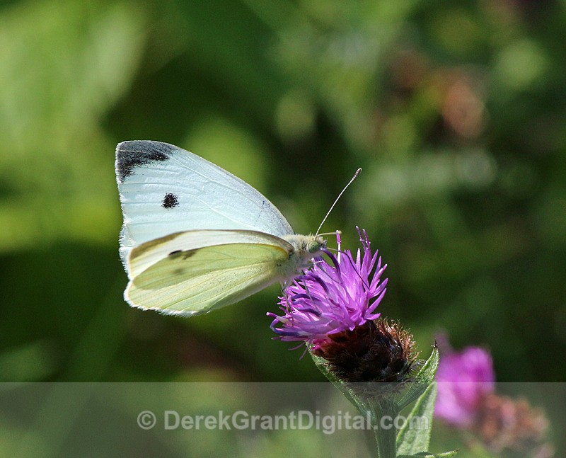 Cabbage White - Butterflies & Moths of Atlantic Canada