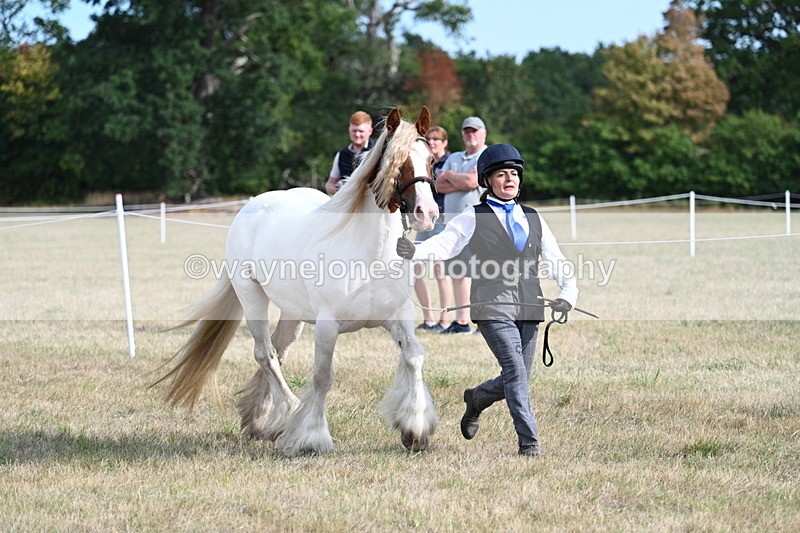 WJ7_8153 - In-hand Championship