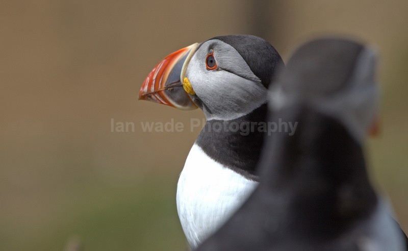 Puffin Skomer Island in Wales - Birds, swans and gulls