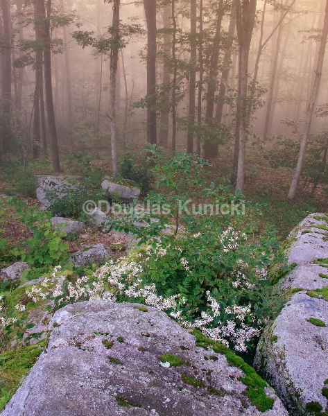  - Allegheny National Forest