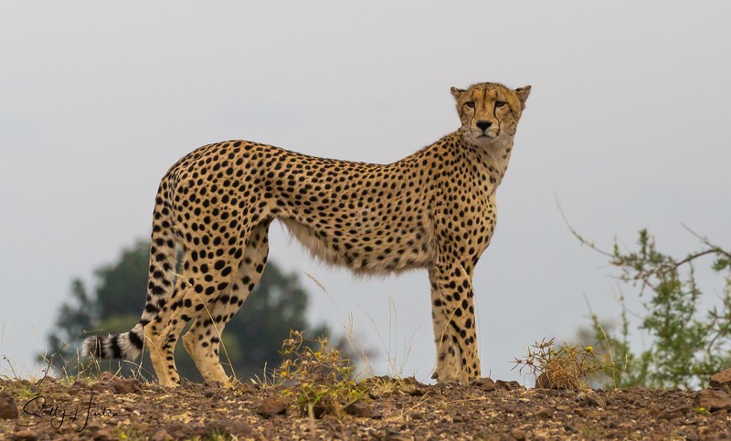 Cheetah Mother 4