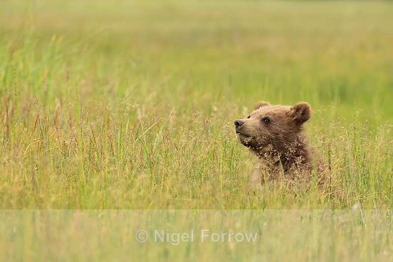 Brown Bear cub head above grass, Silver Salmon Creek, Alaska - Brown Bear