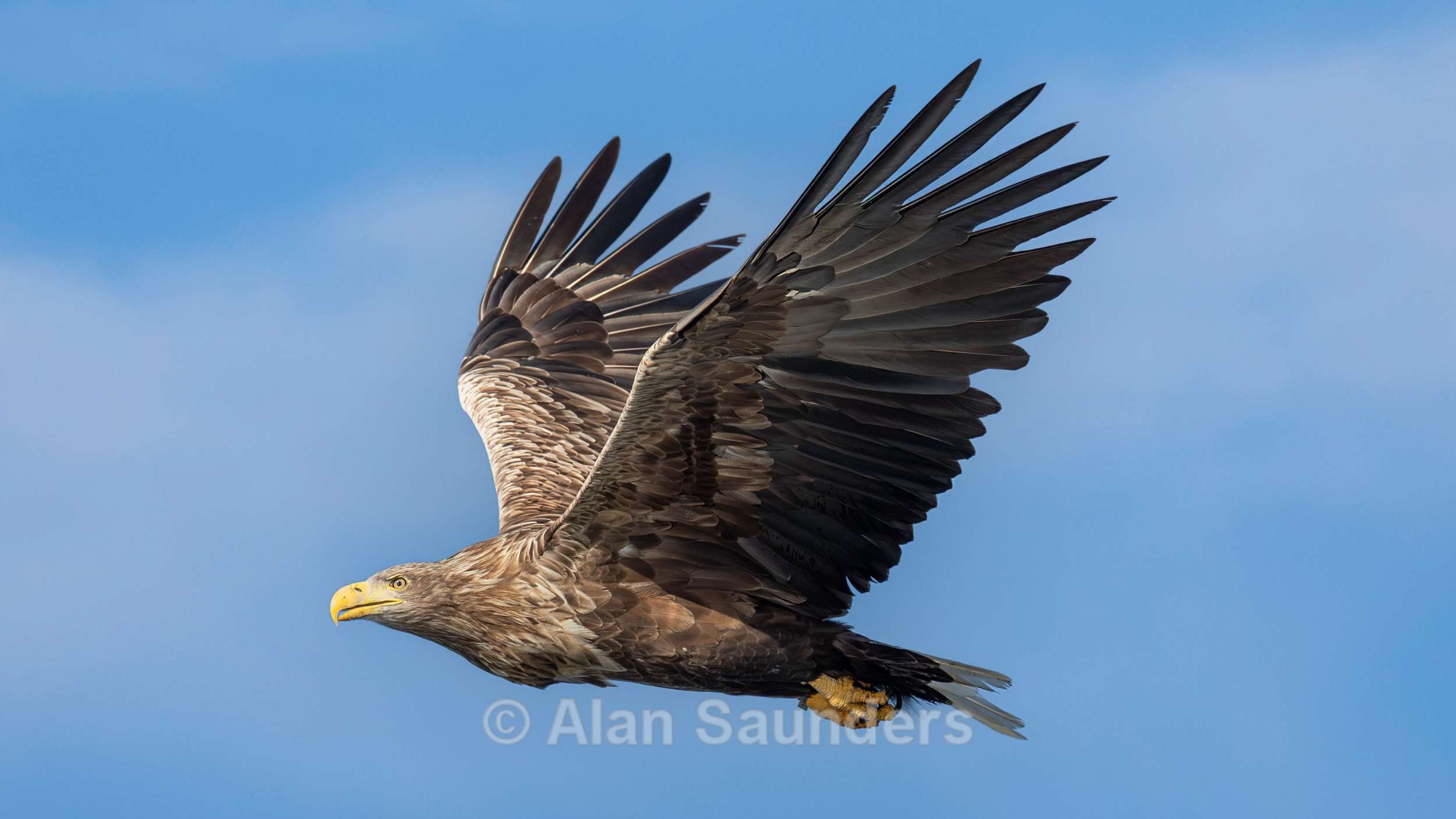 White Tailed Eagle 13