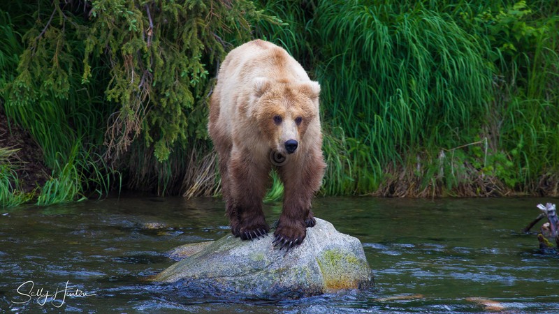 Young Bear on Rock