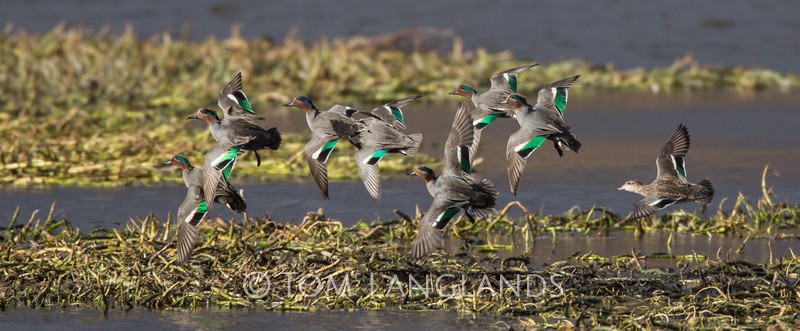 Teal - Wildfowl