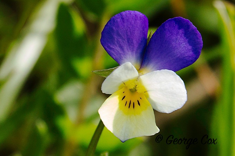 Viola