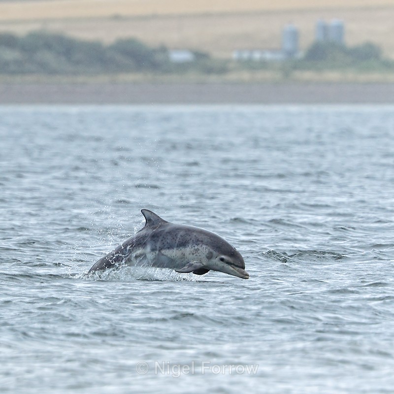 Bottlenose Dolphin breaching, Chanonry Point, Scotland - Dolphin