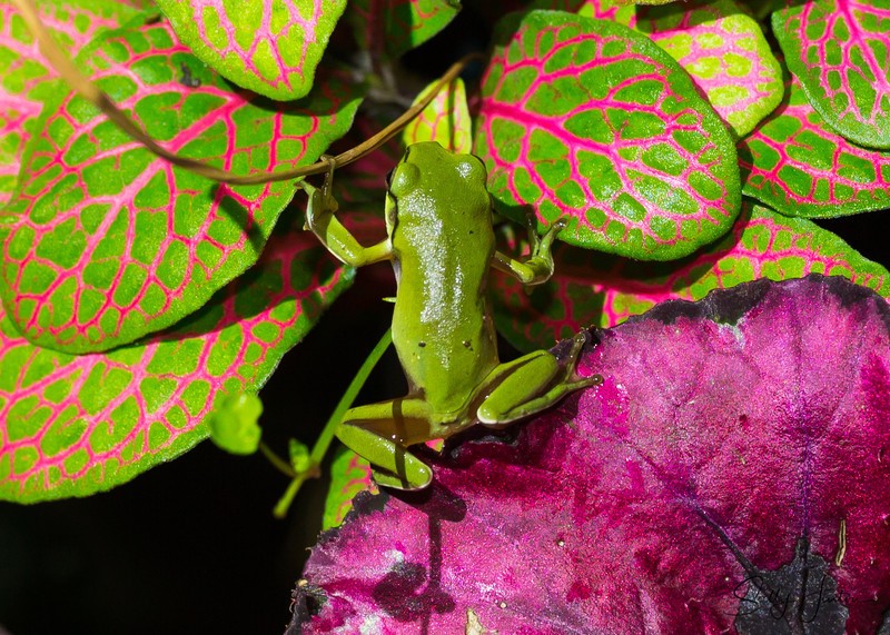 Frog with colour 2