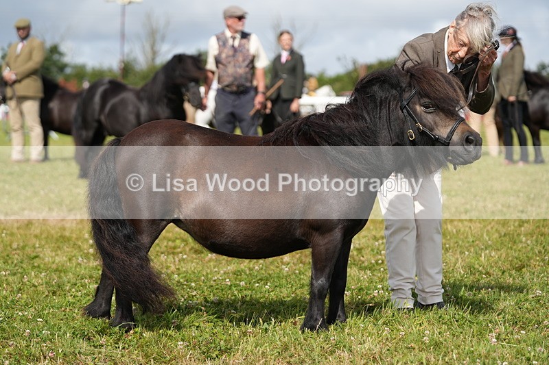 DSC05353 - Class 49: NPS Shetland 4 years and over