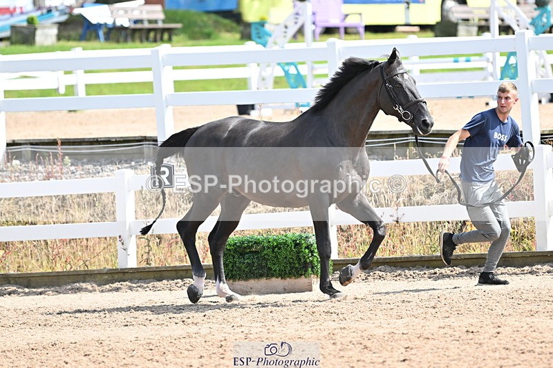 240717A-154403-03015 - Trot Up 3pm to 4pm